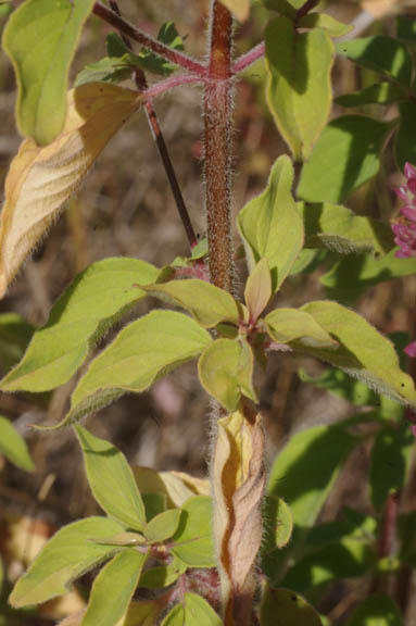 Origanum vulgare